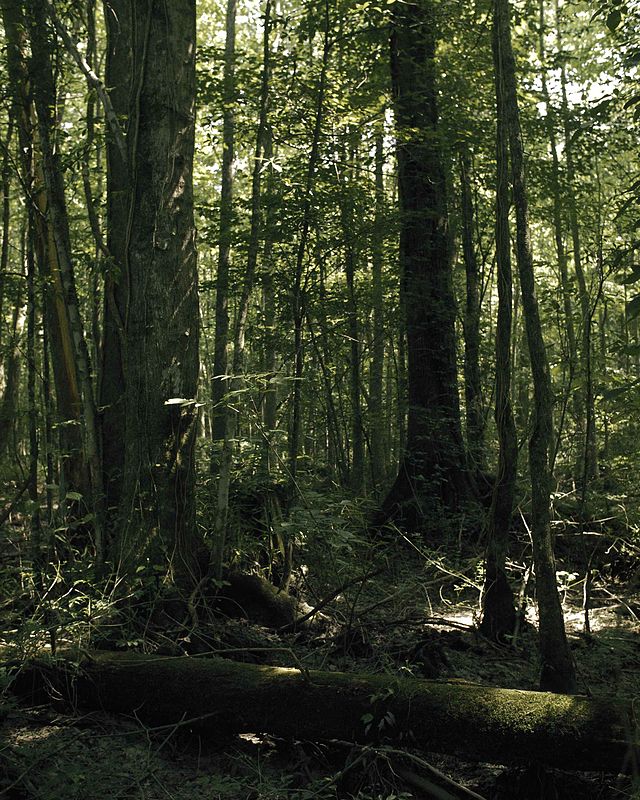 Great Dismal Swamp